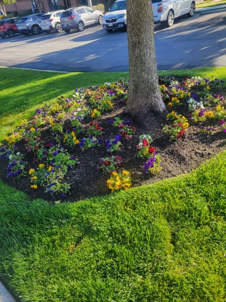 Top-rated landscape design for year-round maintenance in Mentone, CA by Rea's Gardening