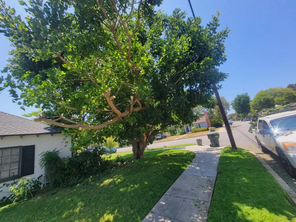 Affordable yard cleanup service with custom design across Mentone, CA - Rea's Gardening