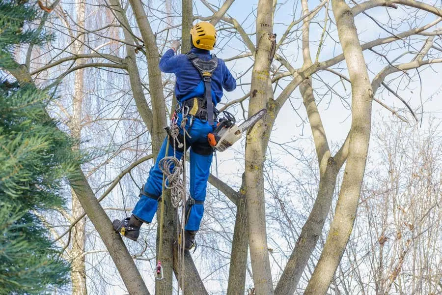 Affordable yard cleanup service for homes across Clifton Township, PA - Reasonable Tree Experts