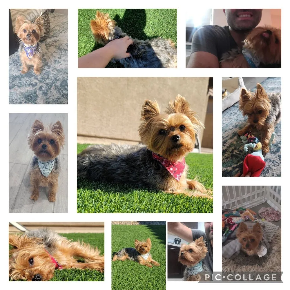 Affordable lawn care service in Las Vegas, NV by Rebel DK