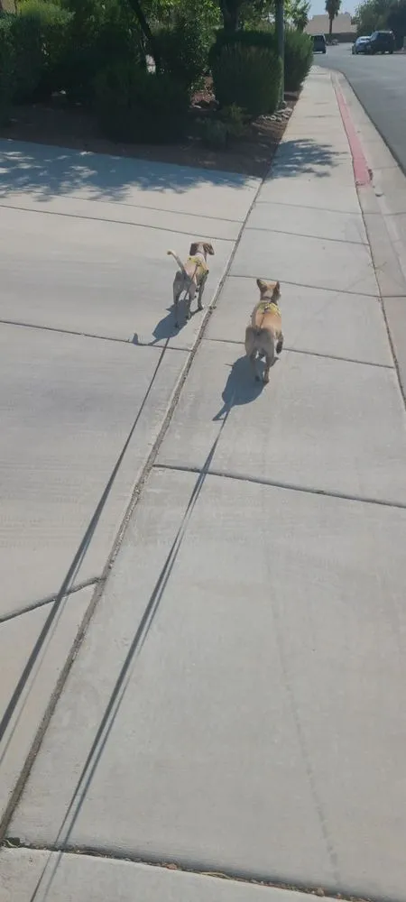 Reliable lawn mowing service in Las Vegas, NV by Rebel DK