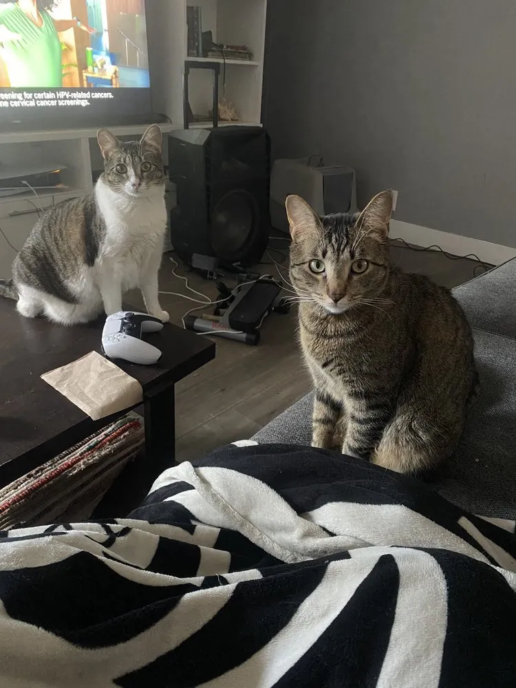 Professional landscape design in Las Vegas, NV by Rebel DK