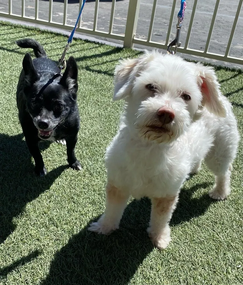 Local landscape design for beautiful yards across Las Vegas, NV - Rebel DK