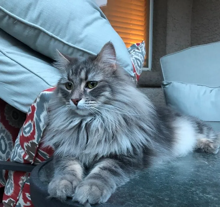 Reliable landscaping services in Las Vegas, NV by Rebel DK