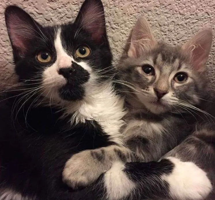 Reliable yard cleanup service for residential properties in Las Vegas, NV by Rebel DK