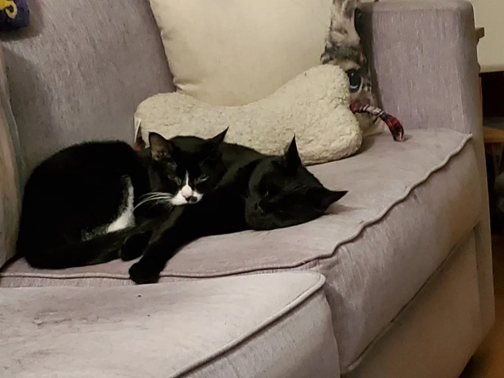 Custom yard maintenance near you across Las Vegas, NV - Rebel DK