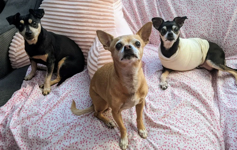 Expert yard cleanup service for beautiful yards in Las Vegas, NV by Rebel DK