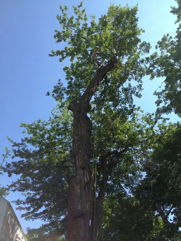 Trusted landscape design for beautiful yards across Mount Vernon, NY - Rebollo Landscaping