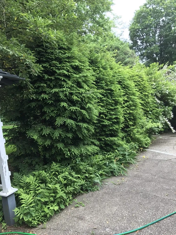 Trusted yard cleanup service near you in Mount Vernon, NY by Rebollo Landscaping