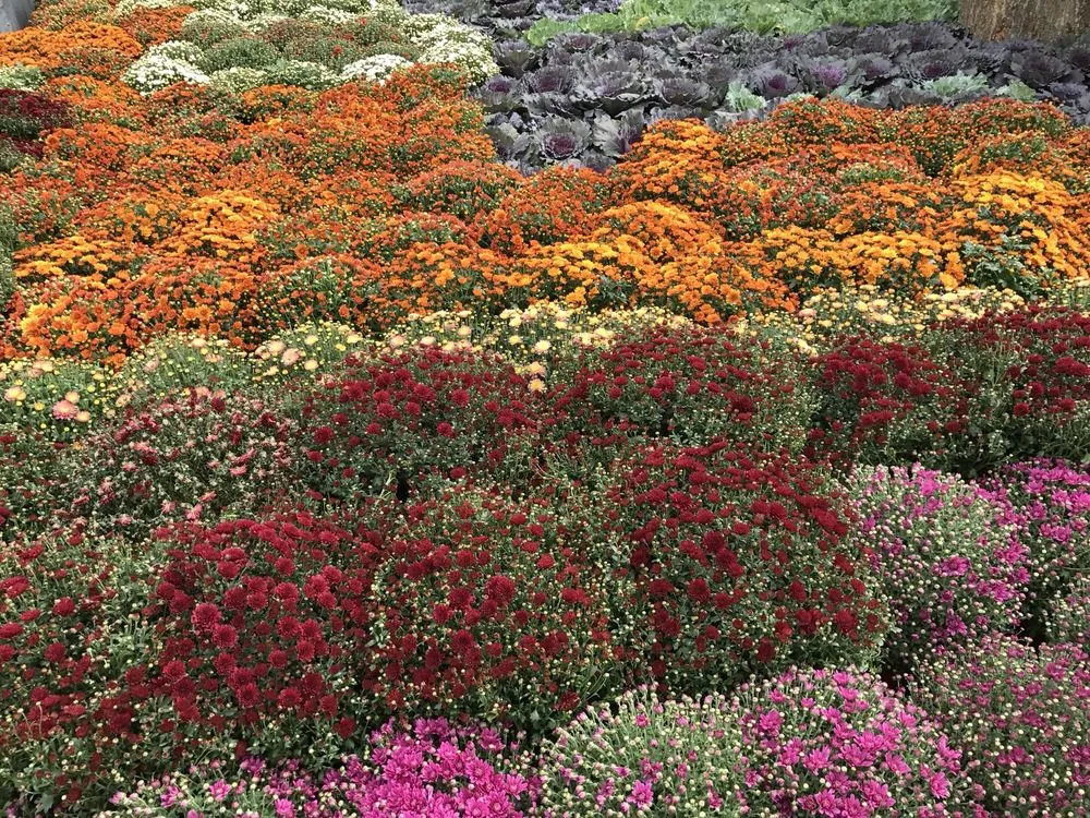 Local yard maintenance for homes across Mount Vernon, NY - Rebollo Landscaping