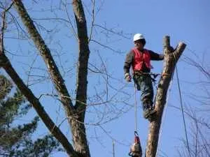 Reliable yard cleanup service in Edgewater, MD - Recinos Landscaping and Tree Services