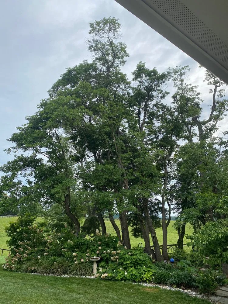 Reliable yard cleanup service in Edgewater, MD by Recinos Landscaping and Tree Services