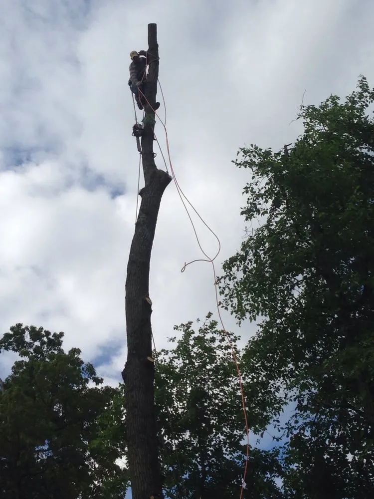 Trusted yard maintenance for homes across Edgewater, MD - Recinos Landscaping and Tree Services