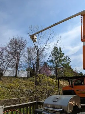 Recon Tree Care Logo