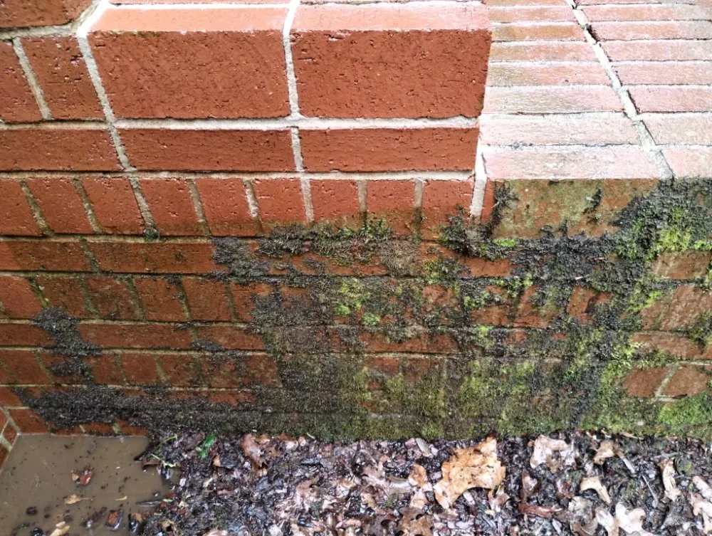 Trusted lawn care service in Little Rock, AR by Recovery Washing and Lawncare