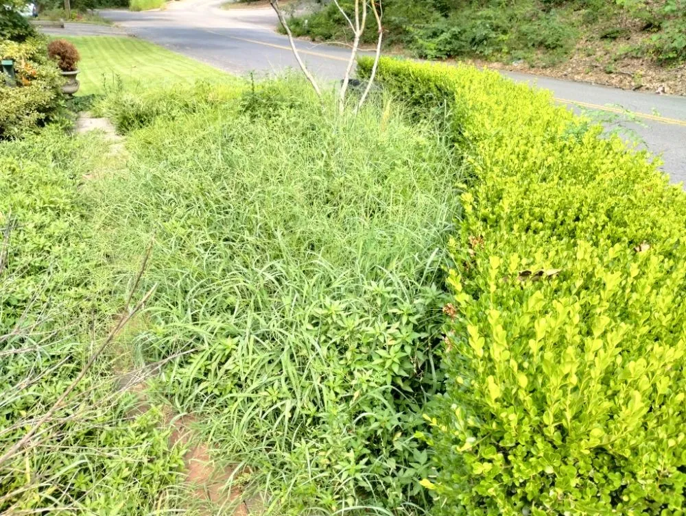 Trusted lawn mowing service for year-round maintenance in Little Rock, AR by Recovery Washing and Lawncare