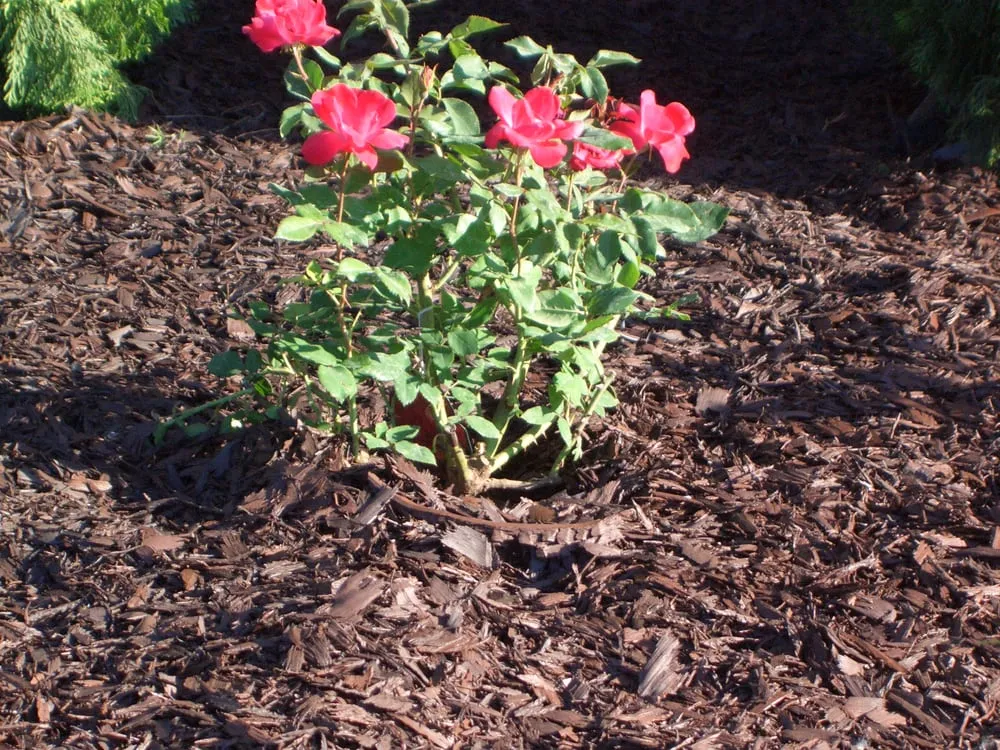 Reliable landscape installation for year-round maintenance across Joliet, IL - Recycled Rubber Products