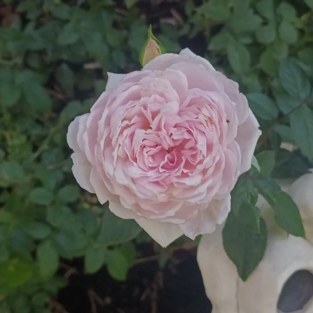 Trusted landscape installation experts serving Boise, ID - Red Arise