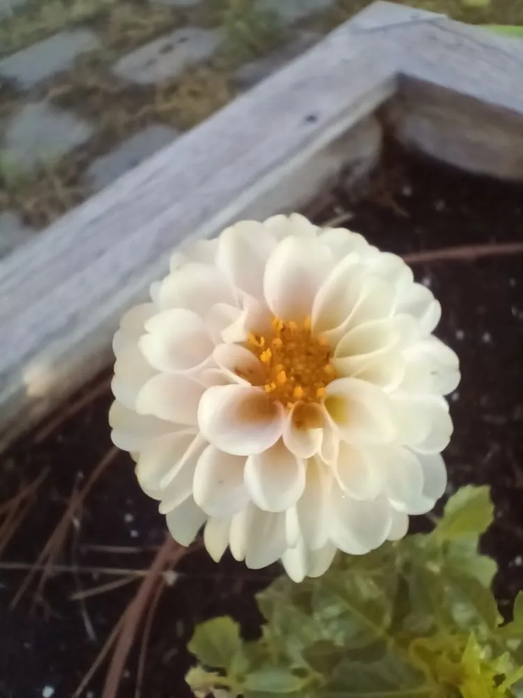 Trusted lawn care service near you in Boise, ID by Red Arise