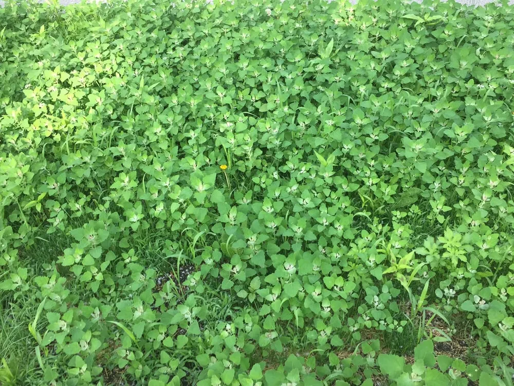 Expert lawn mowing service in Wappingers Falls, NY - Red Barn Farm & Nursery