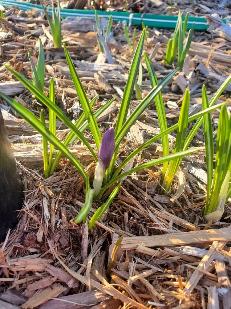 Custom yard maintenance in Muskegon, MI by Red Barn Group