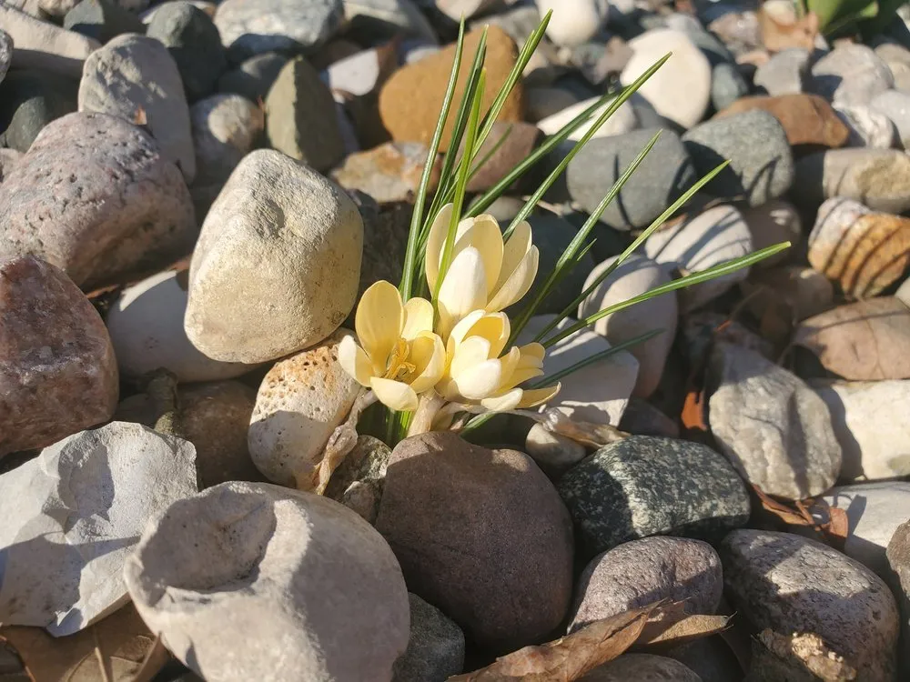 Professional landscape installation in Muskegon, MI by Red Barn Group