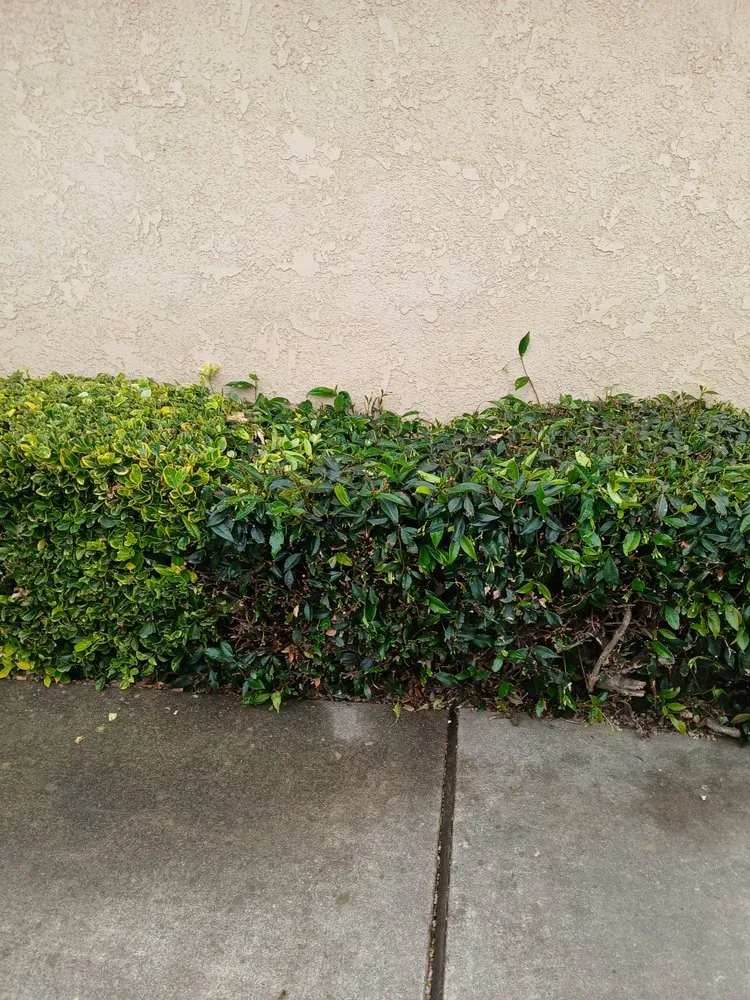 Affordable landscape installation in Lompoc, CA - RED BARN LAWN SERVICES