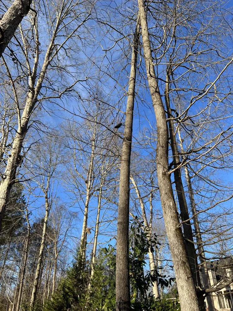 Trusted landscape design with custom design in Toccoa, GA by Red Bear Irrigation & Outdoor Lighting