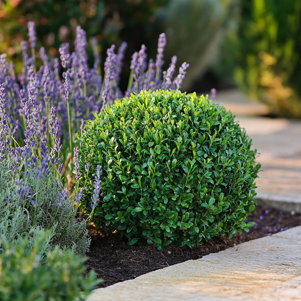 Reliable lawn mowing service with custom design in Pasadena, CA by Red Berm