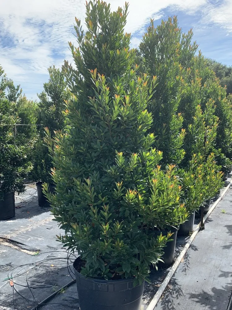 Affordable garden landscaping in Winter Park, FL - Red Bud Landscaping & Irrigation