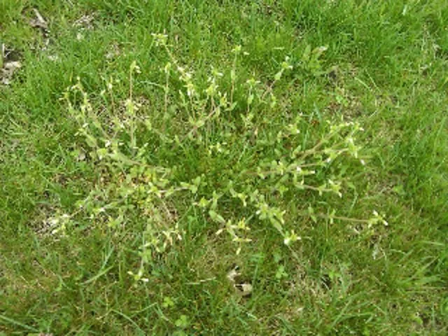 Reliable landscape design experts serving Greenwich, CT - Red Carpet Turf