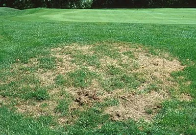 Trusted yard cleanup service in Greenwich, CT - Red Carpet Turf