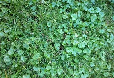 Professional yard cleanup service in Greenwich, CT - Red Carpet Turf