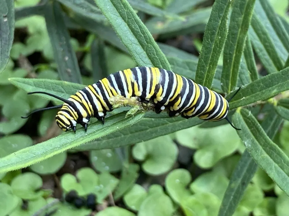 Custom landscape design for year-round maintenance in Decatur, GA by Red Clay Green Thumb