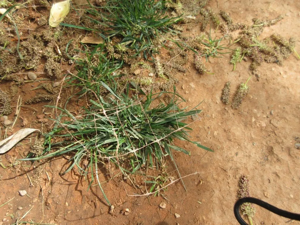 Expert yard cleanup service for year-round maintenance across Hurricane, UT - Red Desert Sod