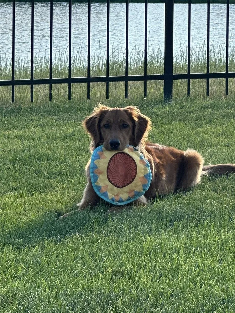 Expert yard maintenance in Spring Hill, KS by Red Dog Maintenance