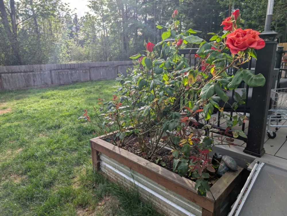 Custom lawn mowing service with custom design in Lake Tapps, WA by Red Dog Range