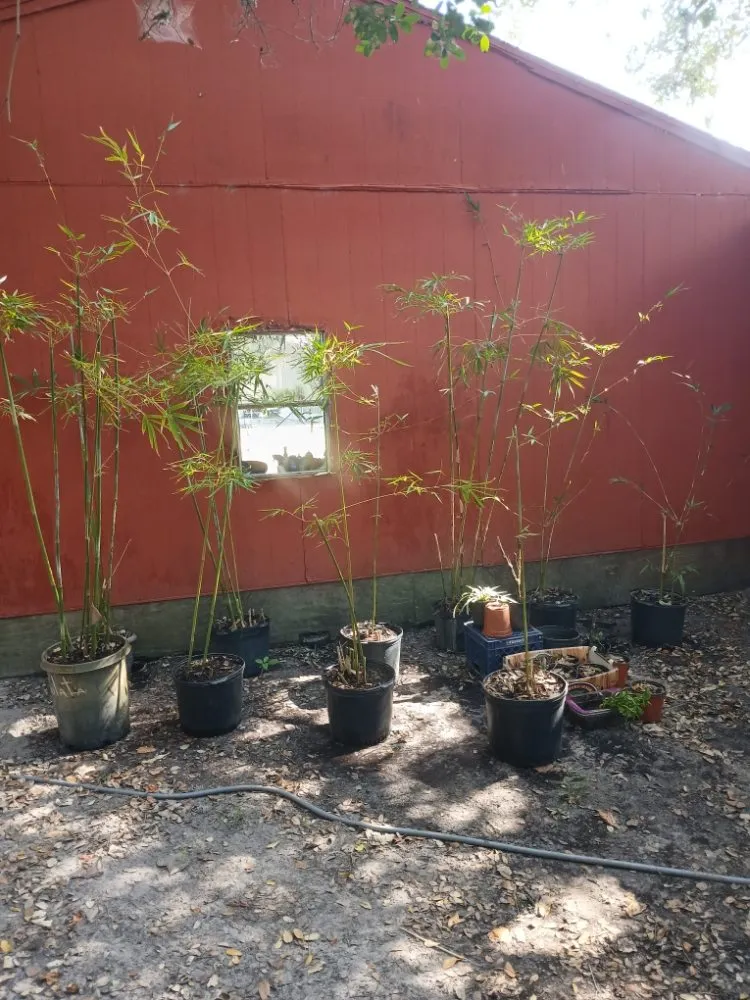 Affordable landscape design in Rockport, TX - Red Horse Palms