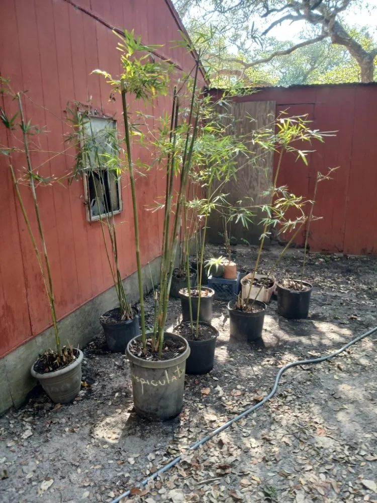 Custom outdoor landscaping experts serving Rockport, TX - Red Horse Palms