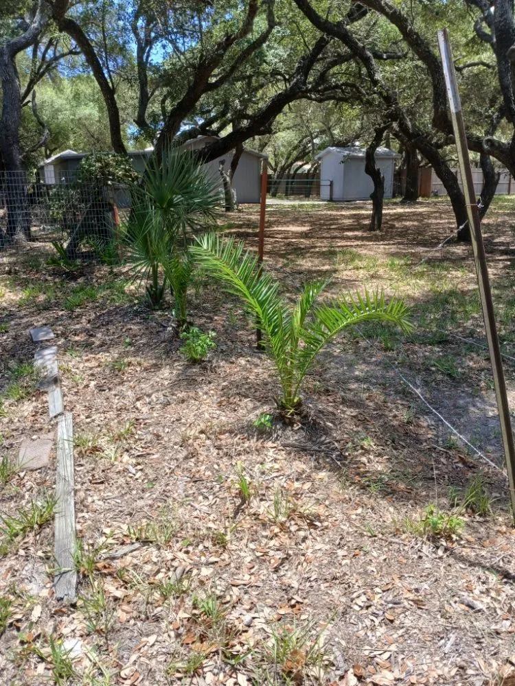 Professional landscape design for year-round maintenance across Rockport, TX - Red Horse Palms