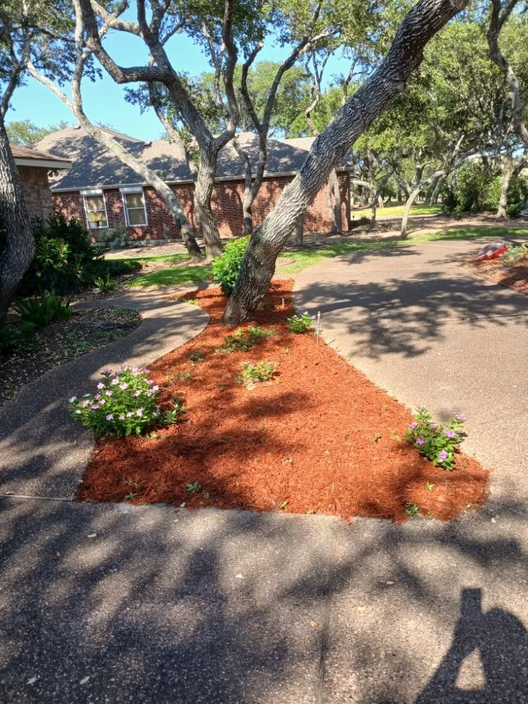 Trusted residential landscaping for beautiful yards across Rockport, TX - Red Horse Palms