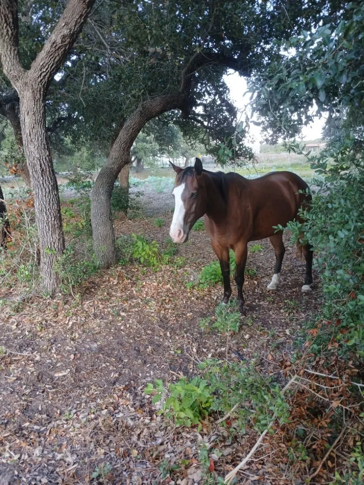 Professional garden landscaping near you in Rockport, TX by Red Horse Palms