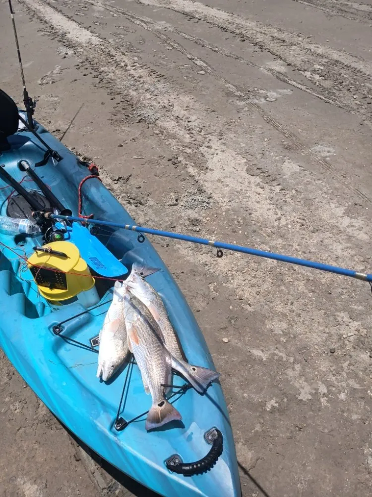 Reliable landscaping services experts serving Rockport, TX - Red Horse Palms