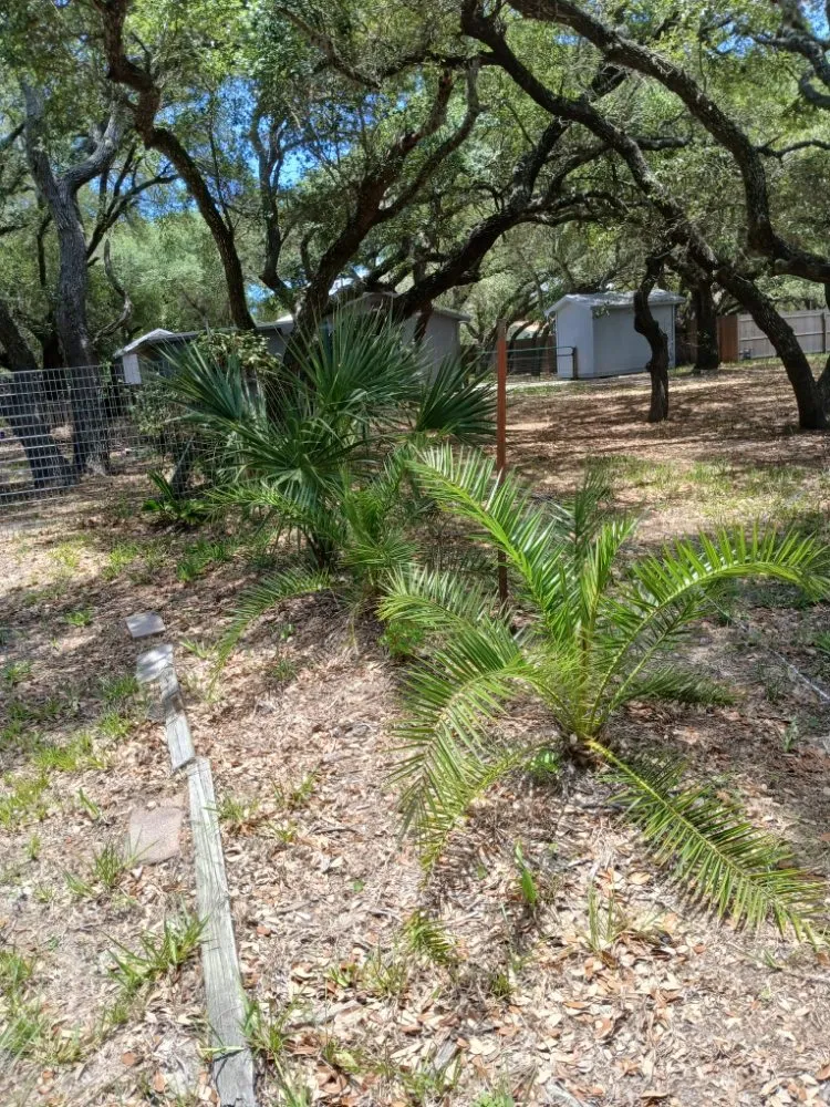 Top-rated outdoor landscaping with custom design in Rockport, TX by Red Horse Palms