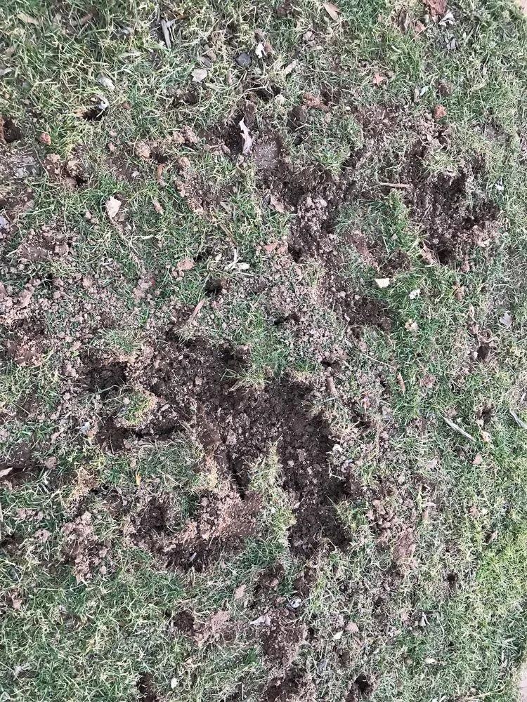 Expert outdoor landscaping for year-round maintenance in Reston, VA by Red Maple Landscaping