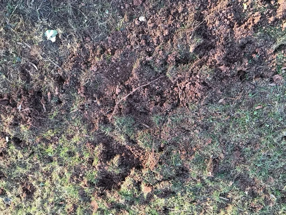 Custom yard cleanup service for residential properties across Reston, VA - Red Maple Landscaping