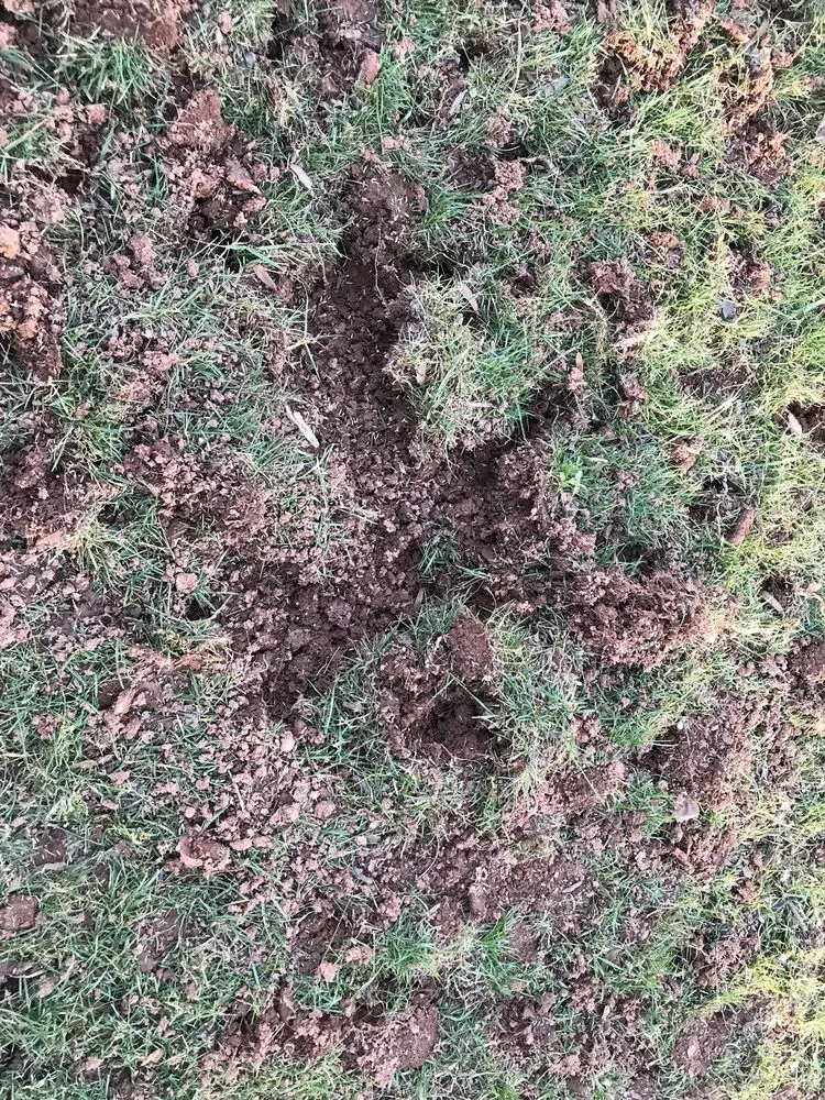 Professional landscape design near you in Reston, VA by Red Maple Landscaping