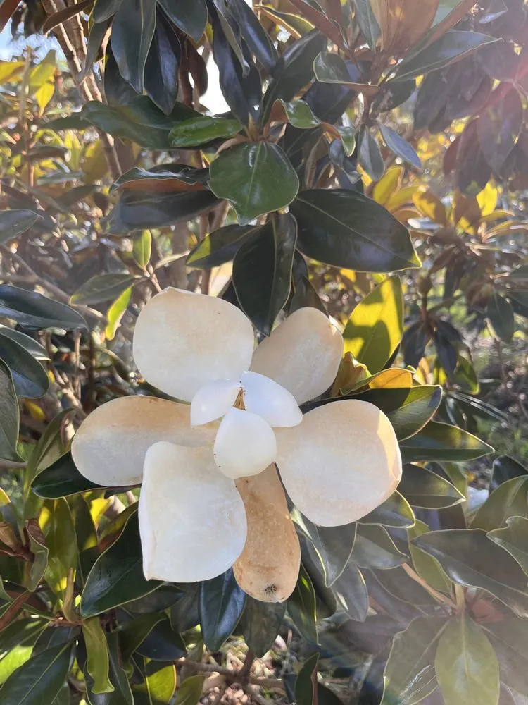 Custom landscape installation in Durham, NC - Red Mill Landscaping & Nursery