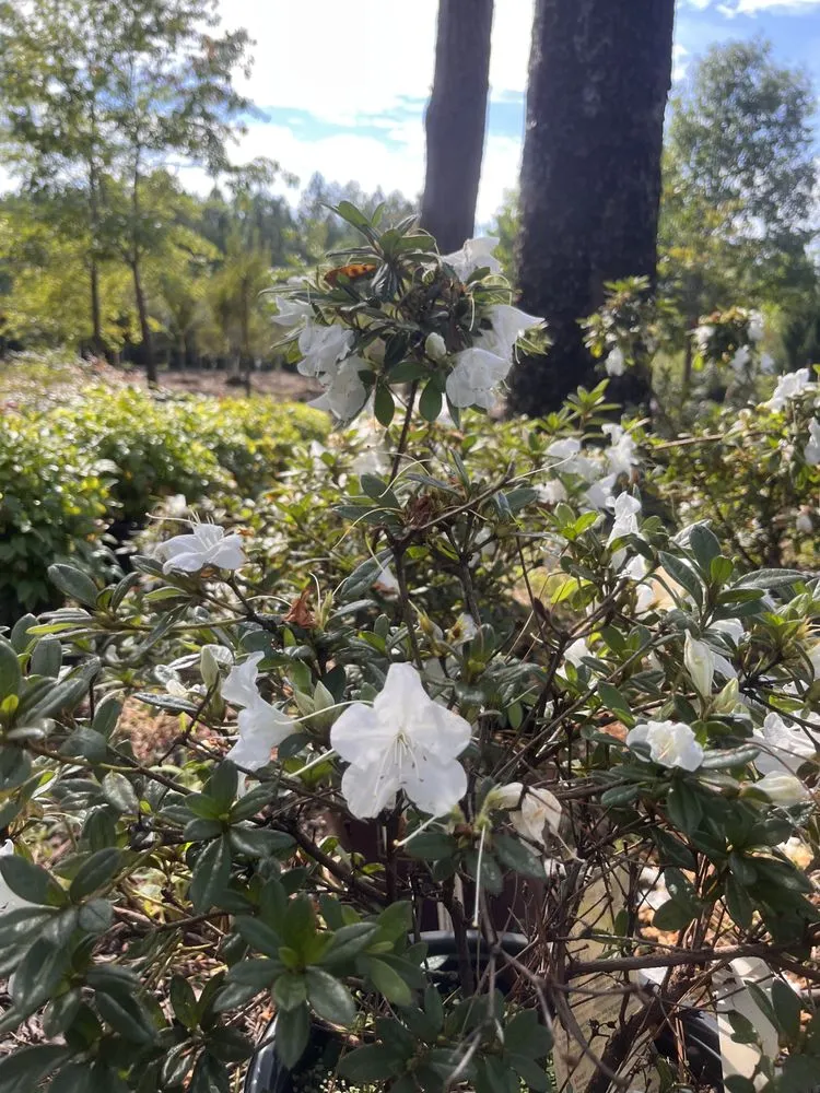 Reliable outdoor landscaping in Durham, NC by Red Mill Landscaping & Nursery