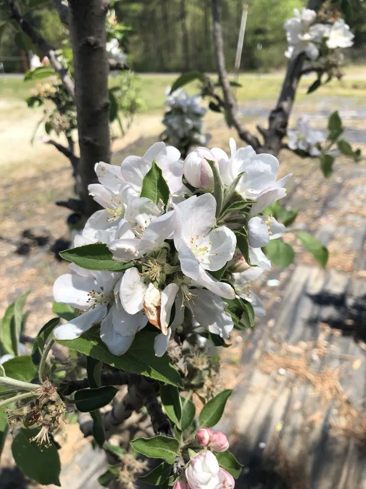 Top-rated yard cleanup service in Durham, NC by Red Mill Landscaping & Nursery